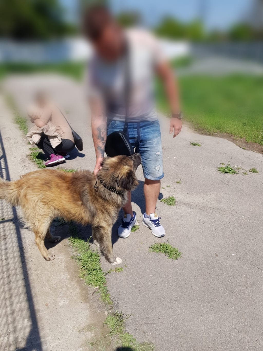 adoptie-caini-07-05-2019-(2)