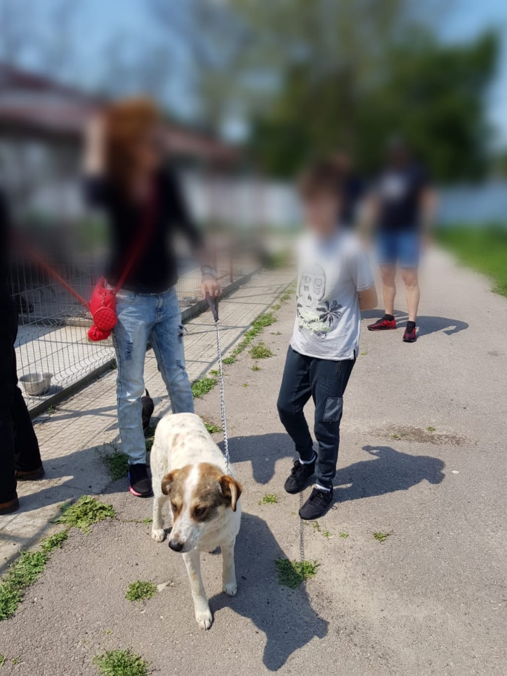 adoptie-caini-07-05-2019-(3)