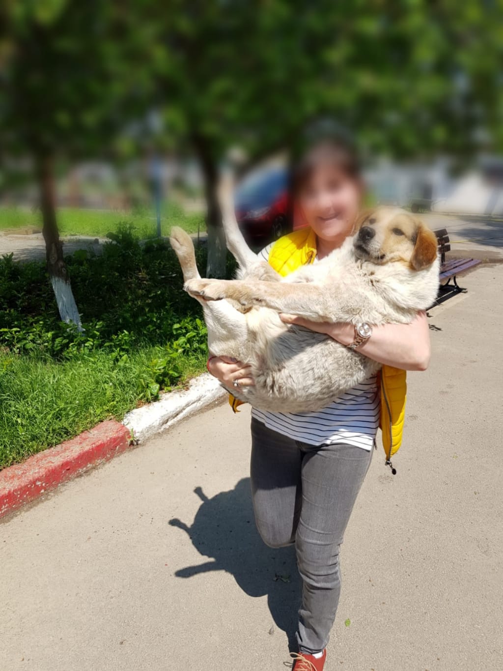 adoptie-caini-07-05-2019