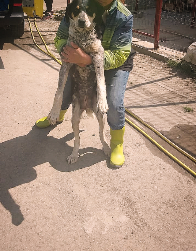 adoptii-caini-10-05-2019(2)