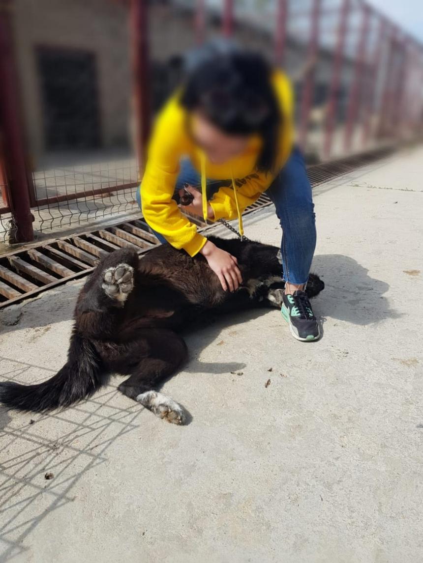 adoptii-caini-10-05-2019-site
